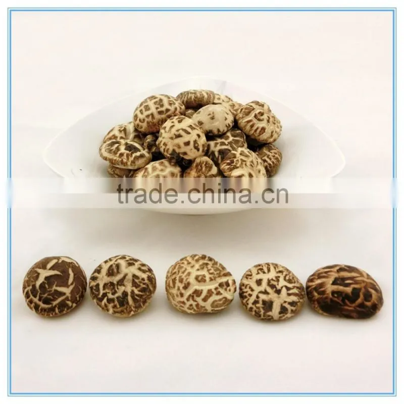 Antumn Planting Log Thick Shiitake Mushroom Spawn