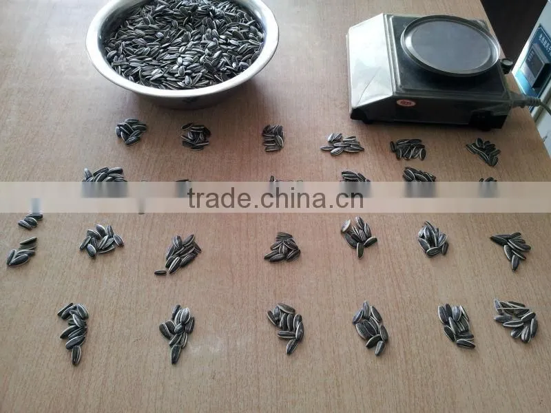 sunflower seeds 5009 24/64, 24/68