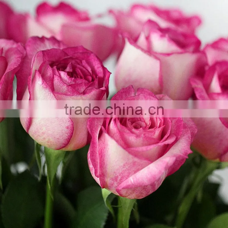 Supply various colors fresh rose flowers from Kunming plants base
