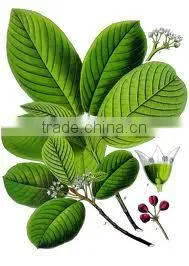 Cascarilla Bark Oil