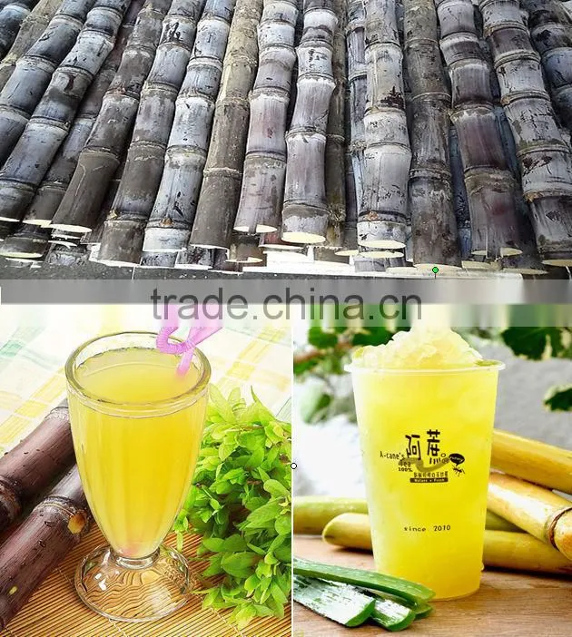 Industrial sugar cane extractor