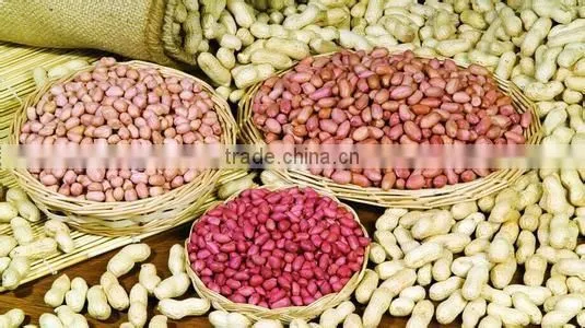 Peanut kernal precise selection line