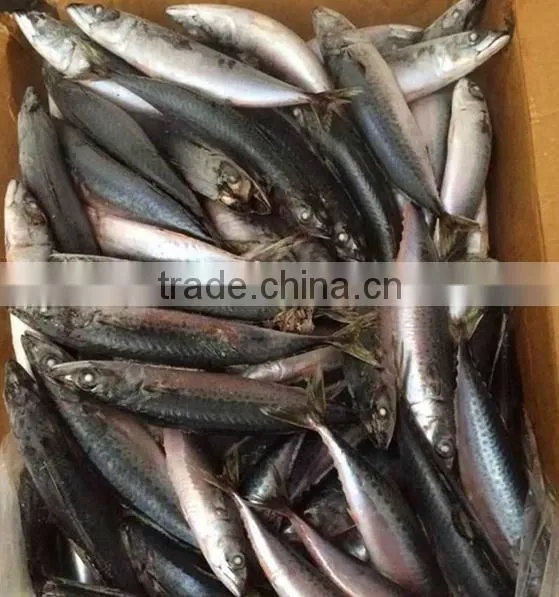 Delicious Bag Pack Frozen Sea Food Pacific Mackerel Fish