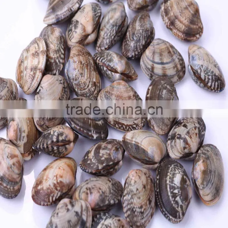 VACCUM CLAM FROM CHINA FOR EXPORT