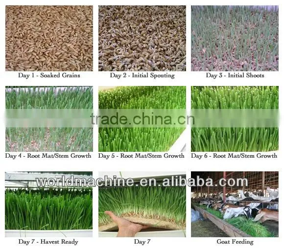 Best quality hydroponic grass room/ barley fodder growing system for growing animal feed