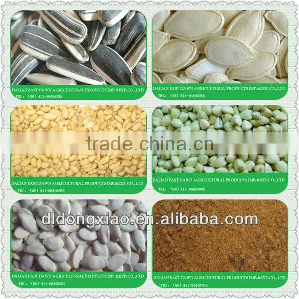 5009 Sunflower Seed ( crop 2013) top quality