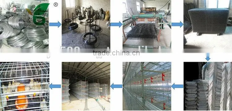 Quail Farm automatic drinker and feeder Equipment For Sale