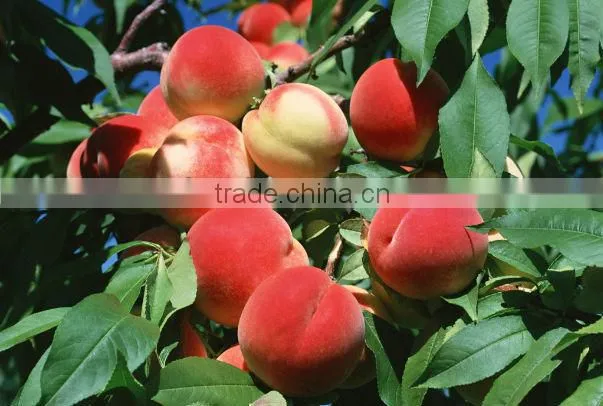 better fresh food import