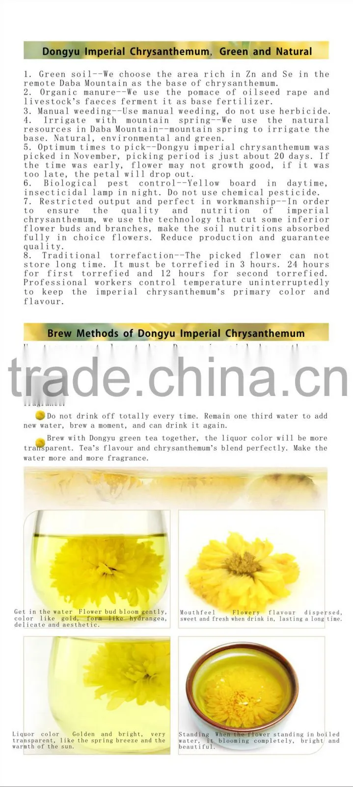 ancient Chinese medicine for herbal therapy and herbal remedy chrysanthemum