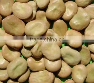 Faba beans Faba Bean Fava Beans