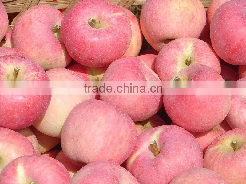 Fresh red Chinese Fuji Apple in yantai