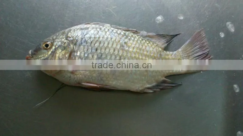 High quality gutted scaled frozen fish whole tilapia