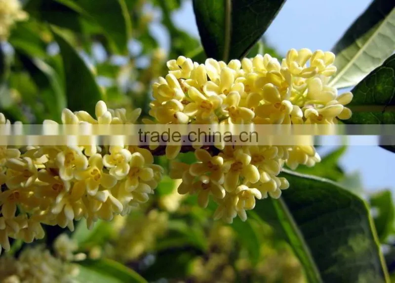Sweet osmanthus Sweet olive Tea olive Fragrant olive seeds for growing beautiful flower trees