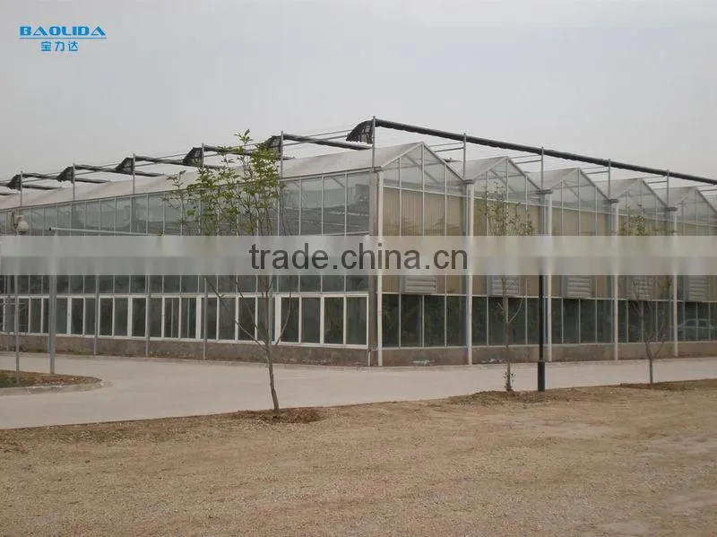 large plastic film multi-span zigzag greenhouse for fruits