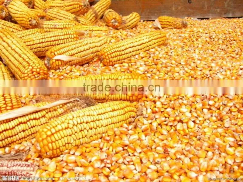 500# manual cast iron corn grinder with hign hopper / corn mill