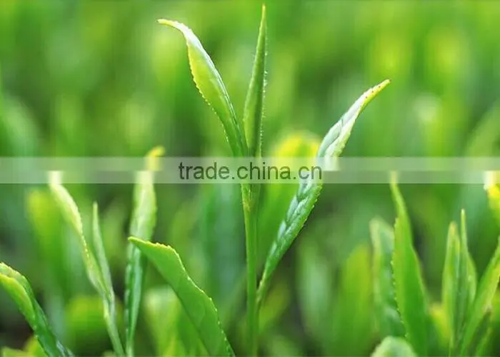Organic Famous Jasmine Green Tea best-selling Jasmine