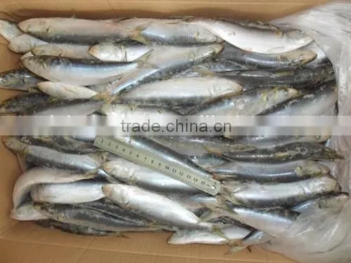 Frozen Whole Round new arrival sardine caught by Light seine 140 - 200 pcs