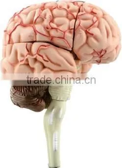 V-HM04 4D MASTER Human brain structure model