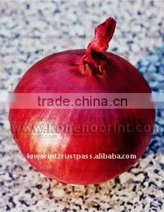 Red Onion Seeds | NR#313