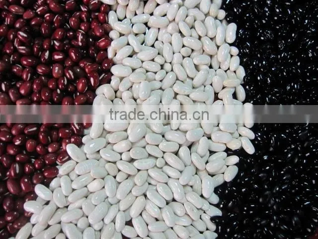 white kidney bean