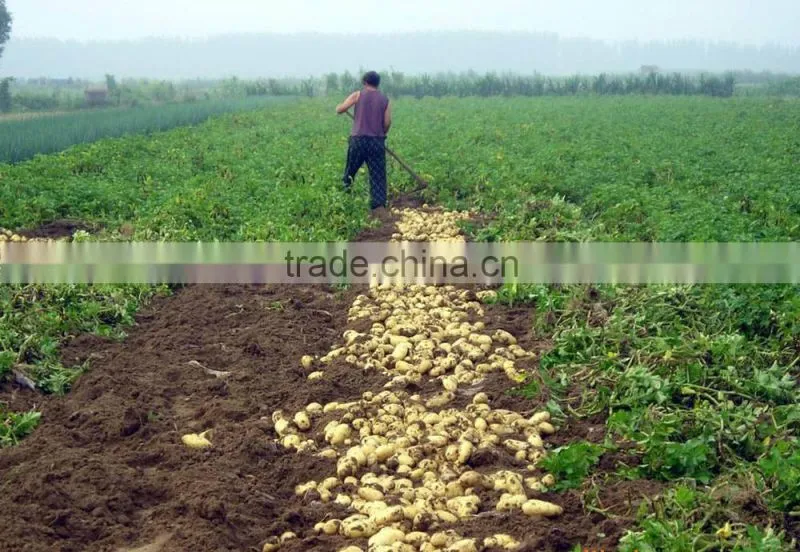 2016 Cheap Price Fresh Holland Potato
