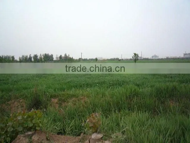 2015 Organic wheat grass powder/young wheat leaves powder/wheat seedling powder 200mesh