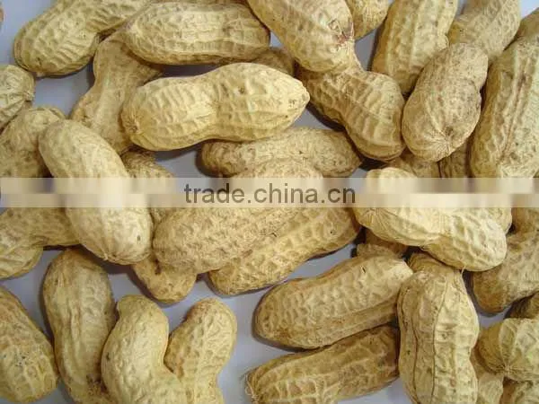 Shandong peanut kernels luhua 24/28