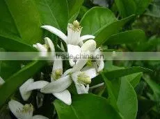 100L essential oil distillation of rose on sale
