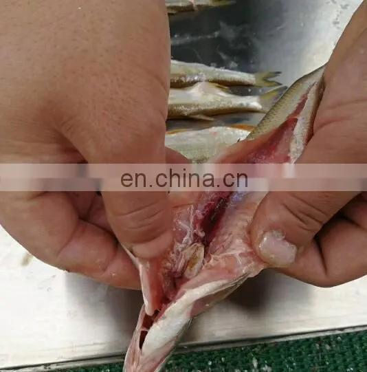 Fish killing and cleaning machine/Fish viscera removal machine