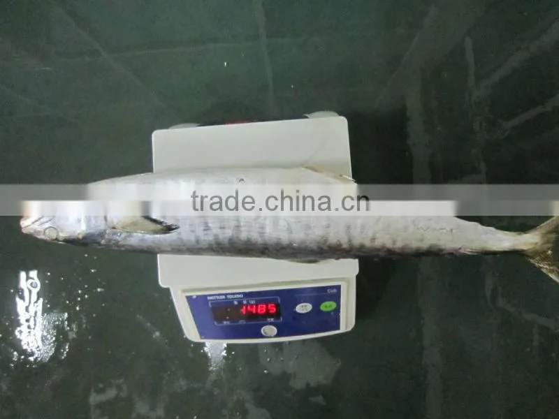500-1000g IQF spanish mackerel