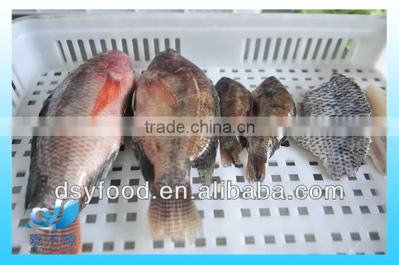 WR Frozen Black Tilapia