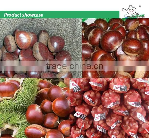 Wholesale chestnut /Horse chestnut/Chestnut from fty