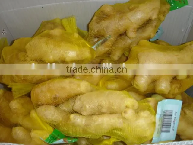 ginger mypet