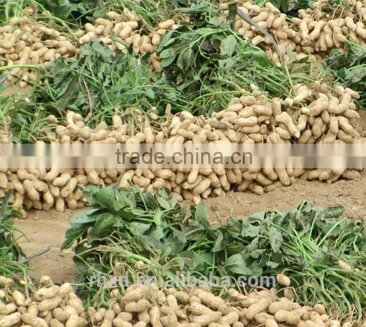 Bulk Peanut Kernel