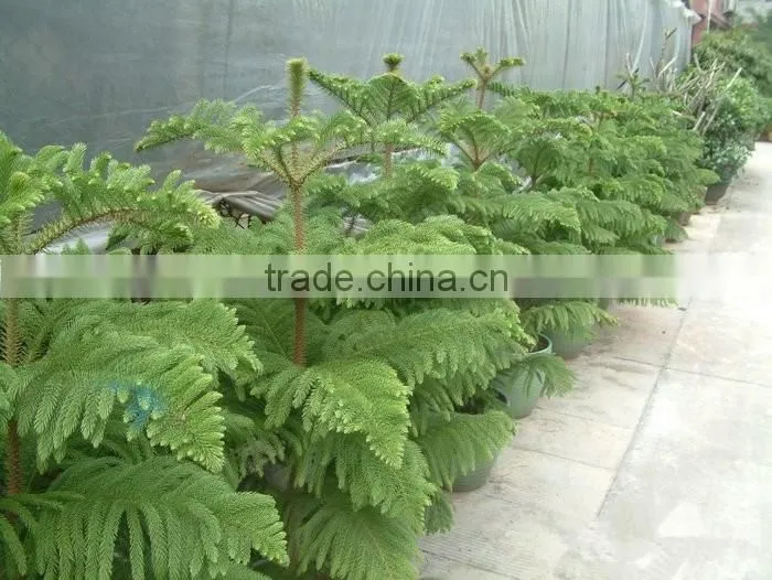 Hoop Pine, Araucaria cunninghamii Sweet Seedlings, as Bonsai, Pot Plants or Outdoor Plants