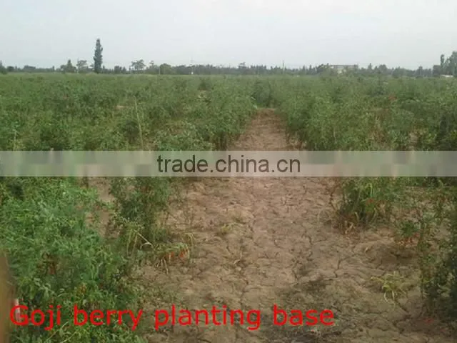Goji Berry farm sale 380g/50