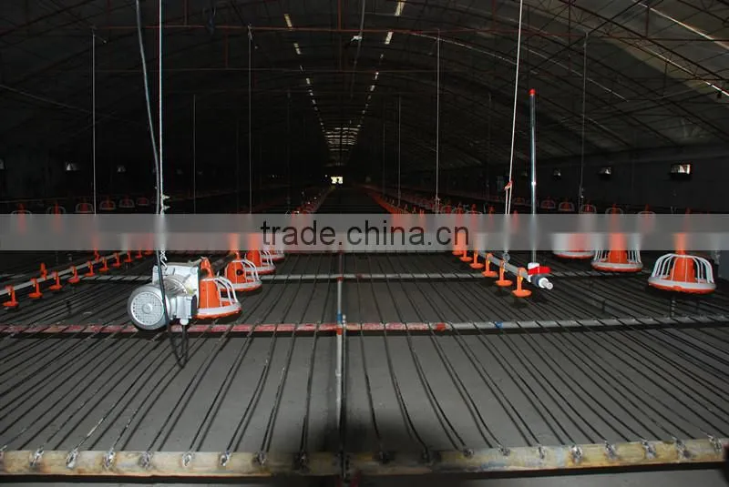 Meat chicken poultry feeding line