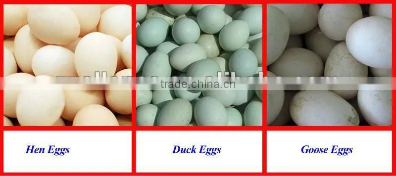 Popular hotsale Egg Farm Machine