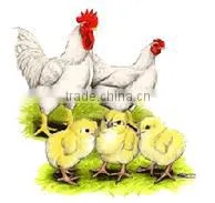 SDC03 Factory Supplier Cheap Chicken Coops
