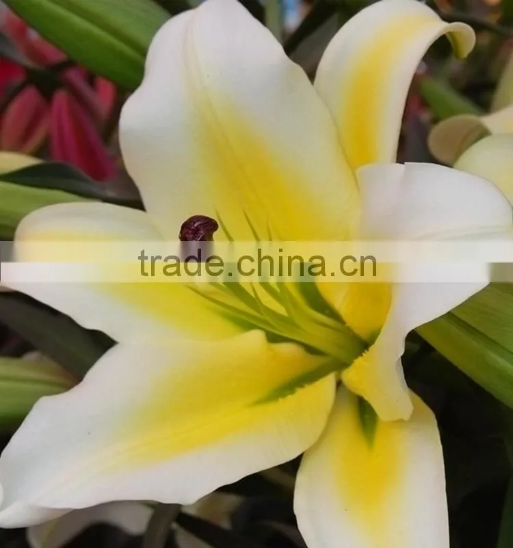 Super quality yellow king colorful small lily flower