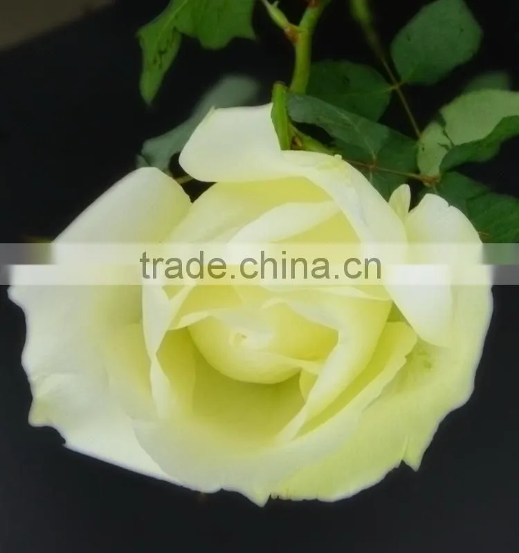 Durable Tineke white rose balls wedding
