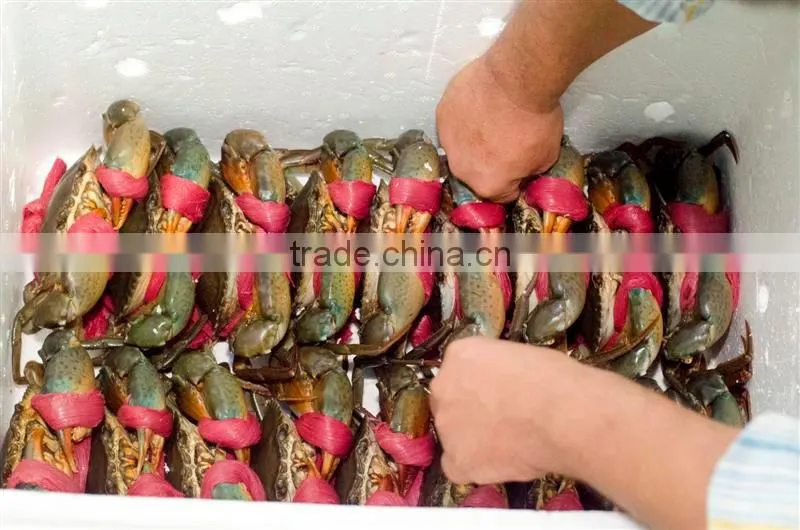 LIVE Egg Mud Crab Vietnam, Female Mud Crab