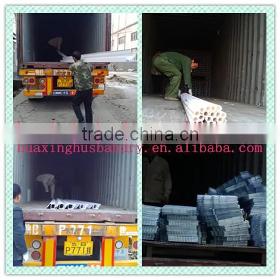 broiler battery cage with automatic feeding and manure removal equipments (professional manufacture)