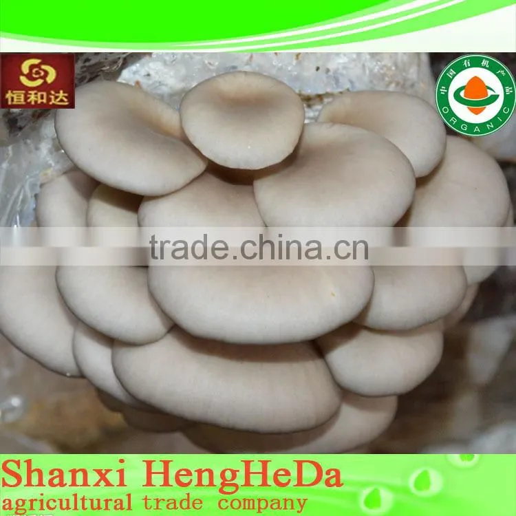 best selling Chinese style fresh mushroom in plastic drums