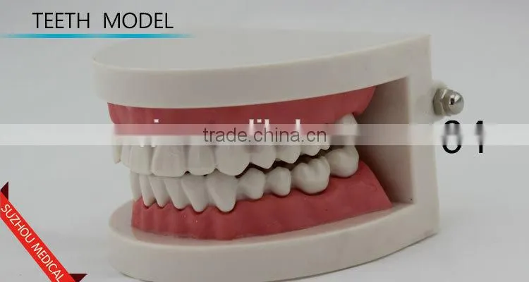 Teeth care model