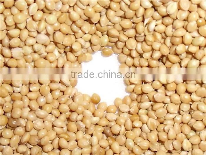 2016 crop glutinous yellow millet sticky millet for rice cake