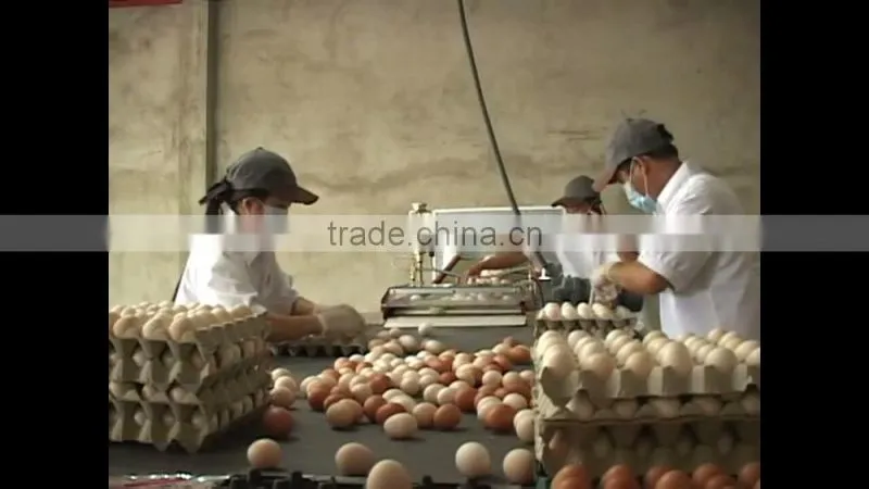 FRESH BROWN CHICKEN EGGS