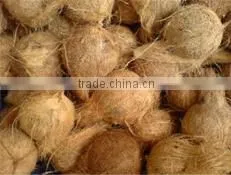 Low price Coconut for sale