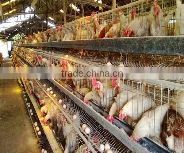 chiken egg poultry farm equipment/chicken cage for sale/automatic chicken layer cage