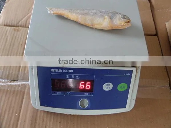frozen wild yellow croaker IQF50-70g ,bulk in carton